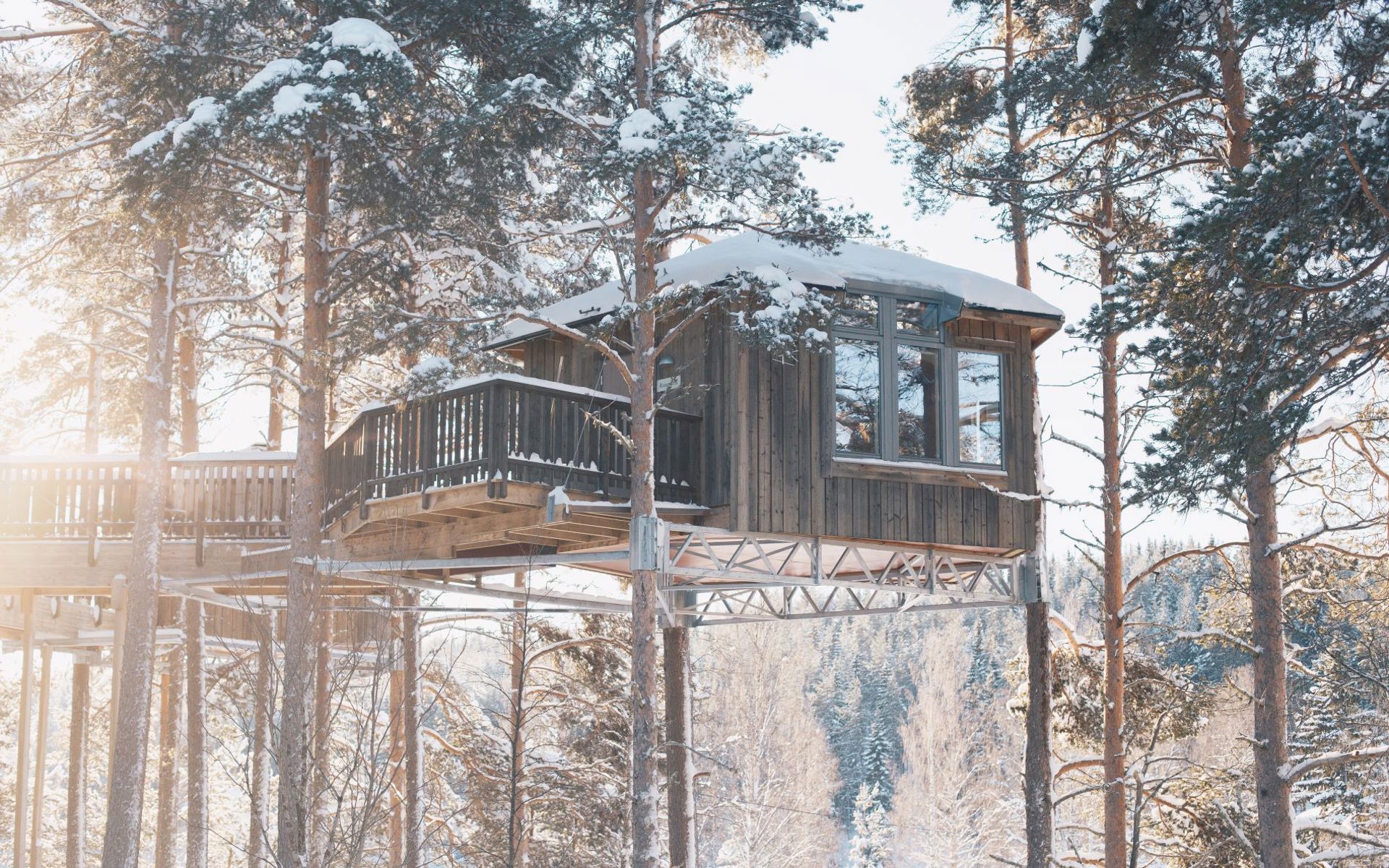 A cabin mounted hight up in some pine trees. 