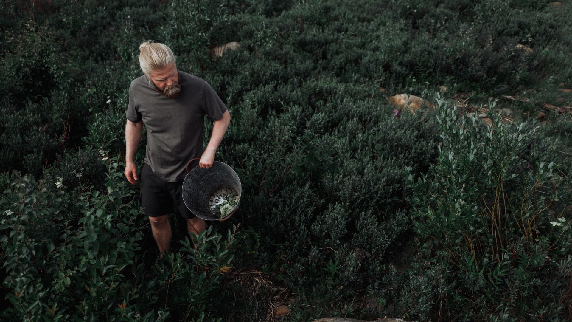 ÓGIN Distillery. A man walking around bushes collecting berries.