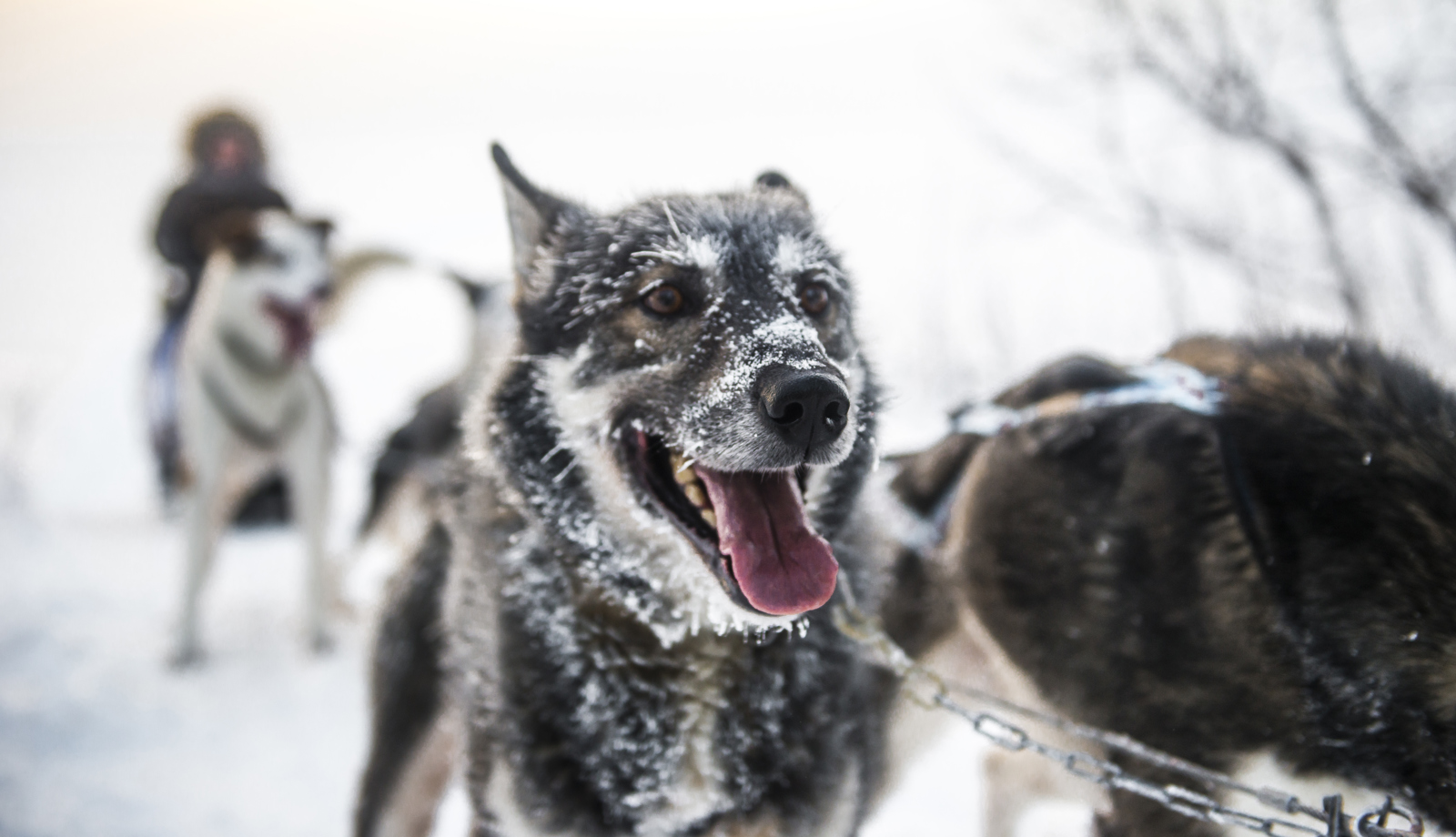 A dog sledding dog with open mouth. 