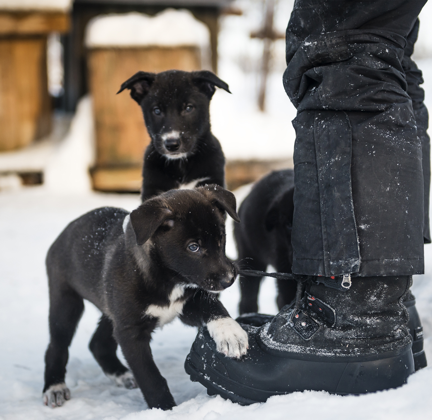 Svartvit valp biter i skosnöre. 